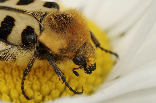 Trichius zonatus | Penseelkever - Bee beetle