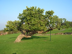 Mulberry by Lesnes Abbey