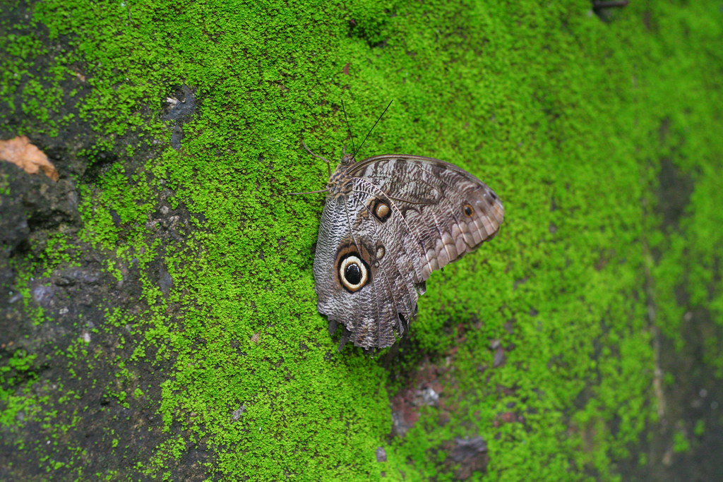 owl's eye butterfly