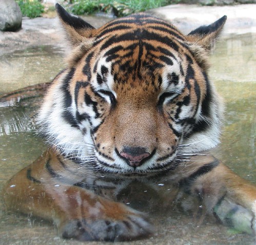 Wet Tiger