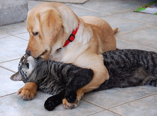Cats and Dogs Kissing