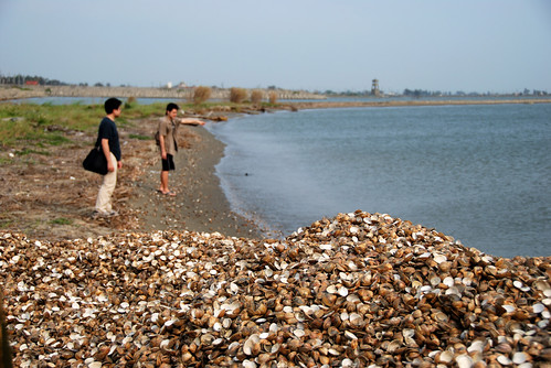 海邊堆滿了蛤仔殼，這是傾倒的垃圾還是海裡沖上來的屍體？