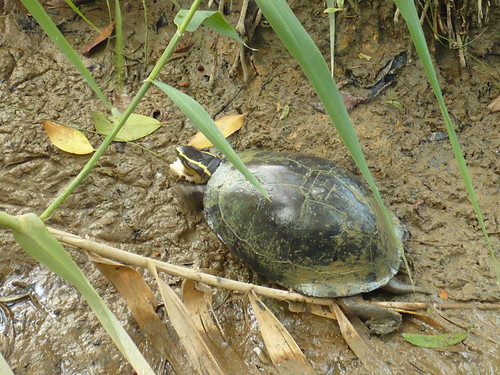 Malayan box turtle (Cuora amboinensis)