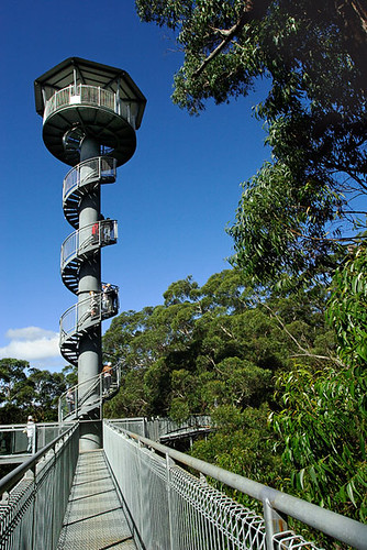Illawarra Fly Tree Top Walk, Knights Hill, New South Wales, Australia, Knights Tower IMG_4511_Illawarra_Fly