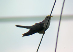 Cuckoo male