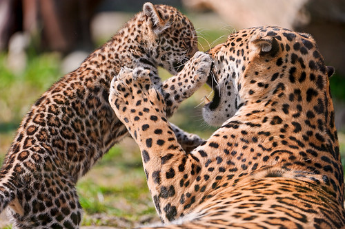 フリー写真素材|動物|哺乳類|ジャガー|家族・親子（動物）|