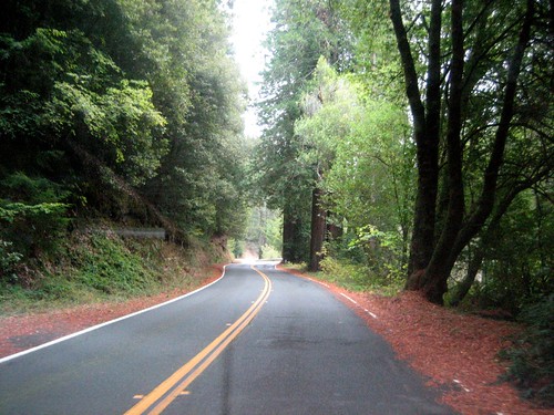 Day 2 of the Drive- Redwoods!