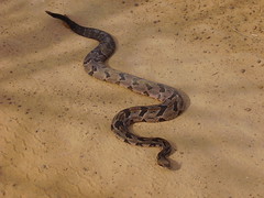 Fred's Rattler