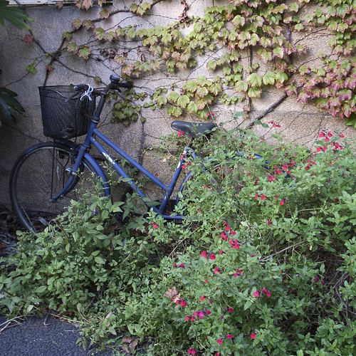 ivy and bicycle