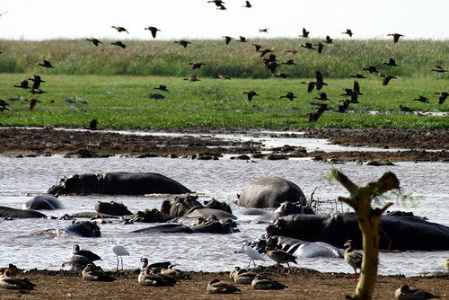 Hippo Pond in Lake Manyara National Park