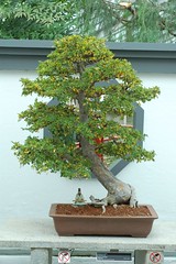 Bonsai Elm