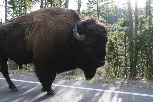 American Bison on Road