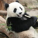 Giant Panda Su Lin