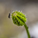 Hormiga en la flor cerrada