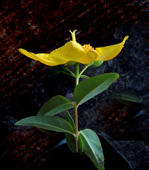 Yellow flower-22