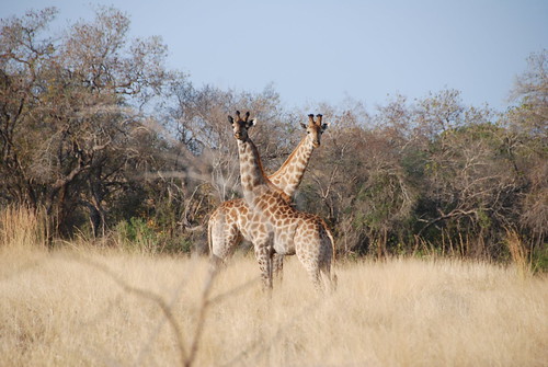 giraffes at Marc's Tree House Lodge