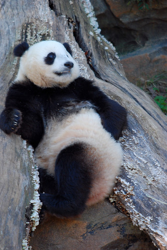 Giant Panda - Tai Shan by WVJazzman