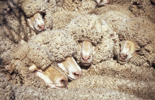by australian sheep