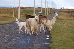 Llamas at Urbina