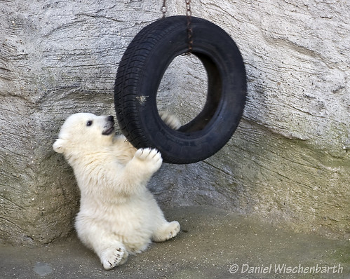Unnamed polar baby playing with the tire again