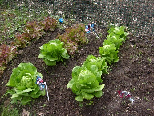 Lettuce Varieties in the Garden