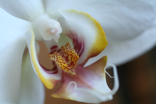 Orchid Invitation