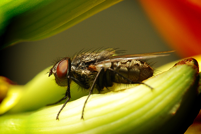 A fly who didn't