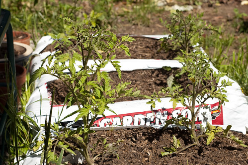 Tomato Plants for Summer 2010