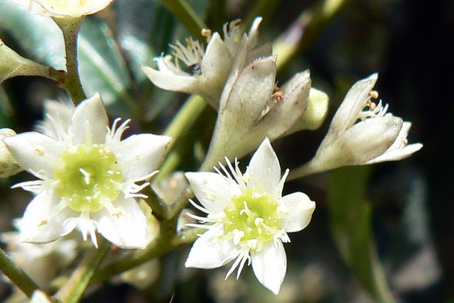 Ceratopetalum gummiferum - flowers