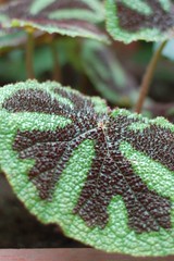 Bumpy bromeliad leaf