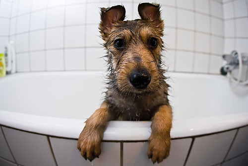 Puppy Bath