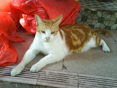 cat in Yuen long