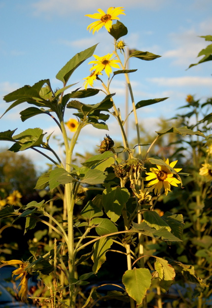 100907_sunflowers_crop_enhanced