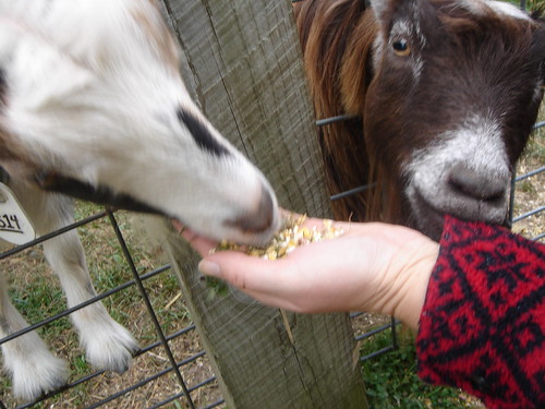 Goats at Spieker's Pumpkin Farm