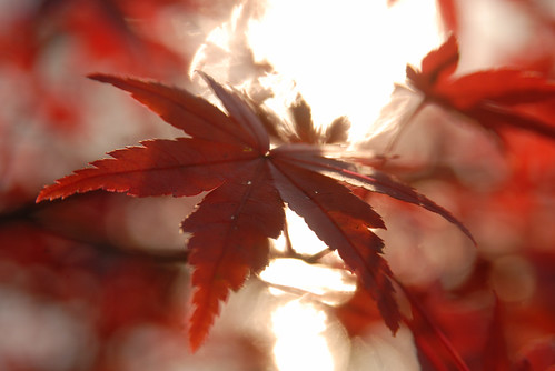 autumn leaf(blood)