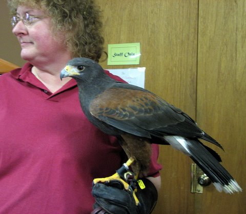 Harris hawk on the glove of the trainer WBS