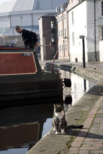 Canal Cat
