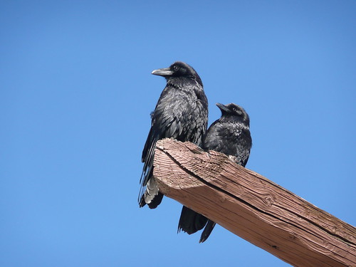 Grand Canyon - Ravens ©  Olga