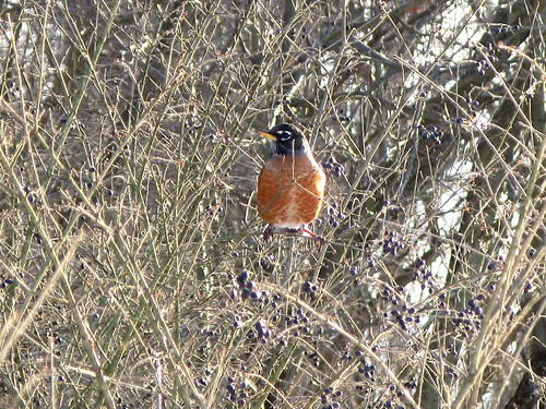 American Robin stands on branch
