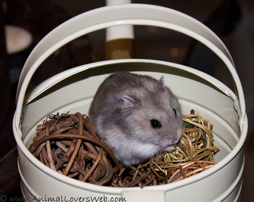 Dwarf Hamster Flufarella Looking Like a Syrian by AnimalLoversWeb.