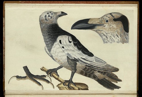 'Den Hvide Feröiske Ravn. Vorvus variegatus Faeröensis' by Peder Ascanius - 1767 - Icones rerum naturalium