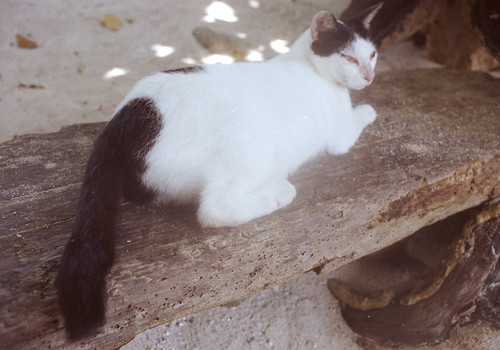 カイジ浜の猫のしっぽ