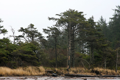 Woods from the shore