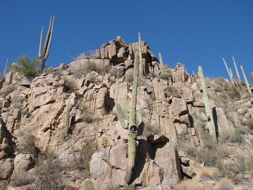 Saguaro Cactus growing out of the rocks