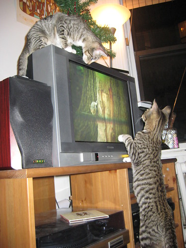 kitties watching video catnip