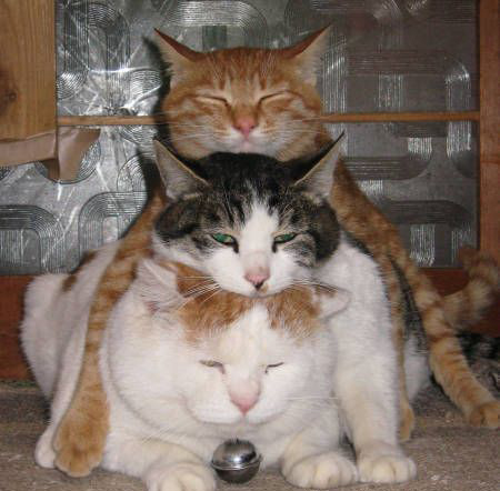 stacked cats