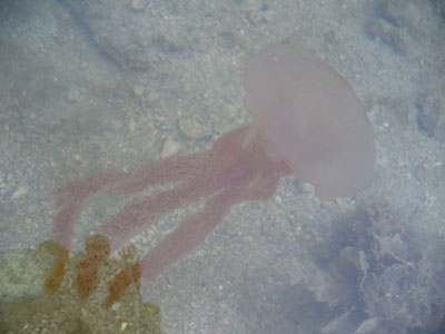 Jellyfish-P1070176