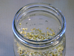 Sprouted Buckwheat Groats