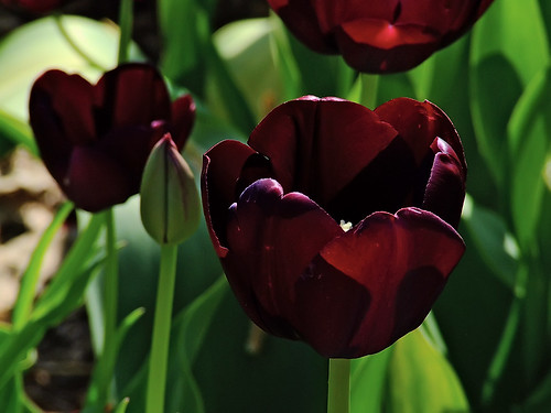 Missouri Botanical ("Shaw's") Garden, in Saint Louis, Missouri, USA - tulips 4