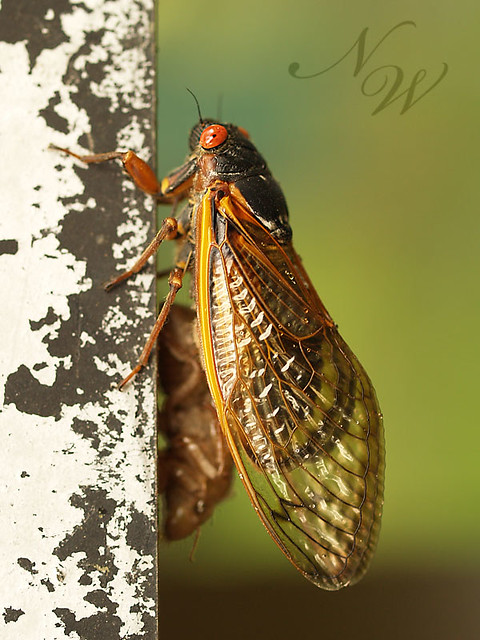 cicada 3